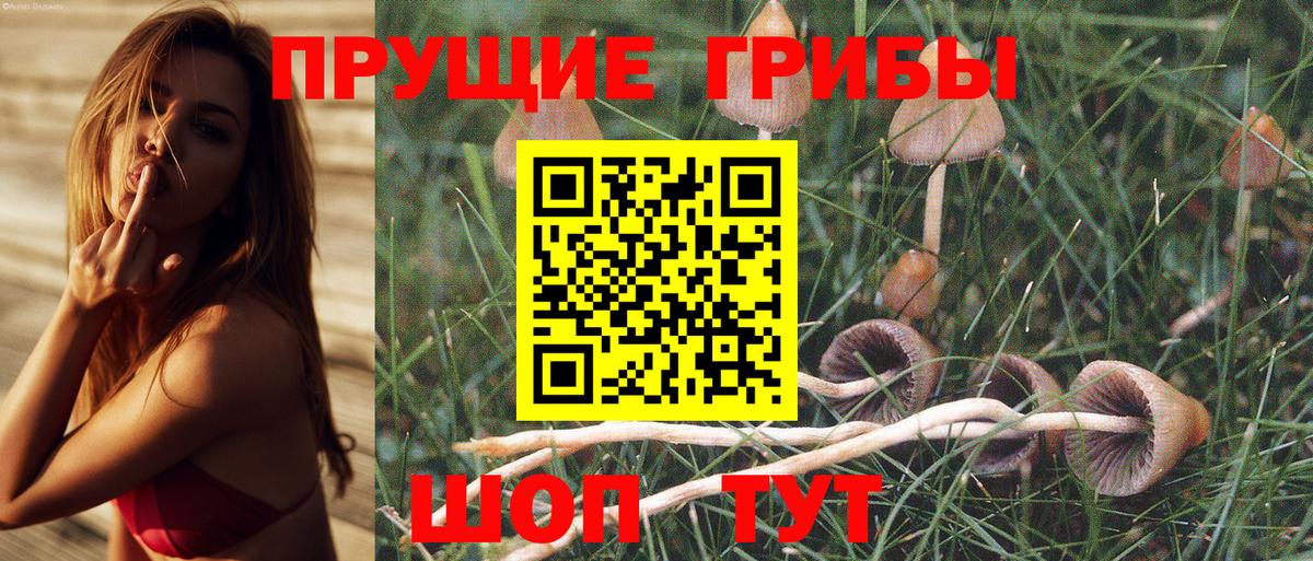 Киржач  Галлюциногенные грибы прущие грибы  Вход с VPN 